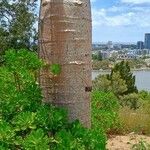 Adansonia gregorii Rusca