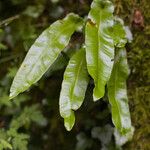 Asplenium scolopendrium Leht