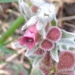 Pardoglossum cheirifolium Цвят