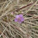 Talinum portulacifolium Anders