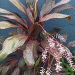 Cordyline fruticosaList