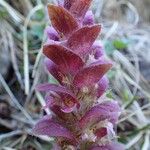 Ajuga pyramidalis Habit