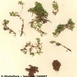 Elatine hexandra Natur