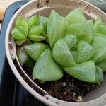 Haworthia cymbiformis Liść