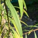 Freylinia lanceolata Hoja