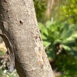 Marcetella moquiniana Bark