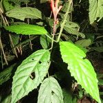 Scutellaria costaricana Leaf