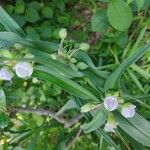 Tradescantia ohiensis Fleur