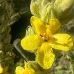 Verbascum thapsus Квітка