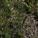Centaurium erythraea Alkat (teljes növény)