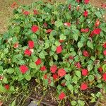 Impatiens walleriana عادت داشتن