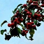 Malus baccata 果實