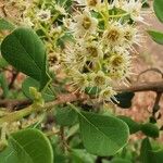 Terminalia prunioides 花