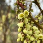 Stachyurus chinensis Flor