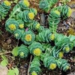 Rhodiola rosea Lapas