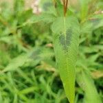 Persicaria maculosa पत्ता