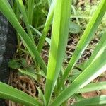 Allium sativum Leaf