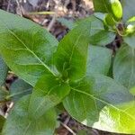 Vinca difformis Fuelha