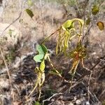Bauhinia ungulata Fruit