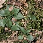 Goodyera repens Rinde