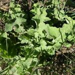 Verbascum undulatum Leaf