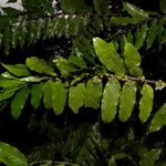 Casearia arborea Hoja