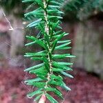 Abies alba Leaf