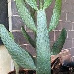 Consolea rubescens Hoja
