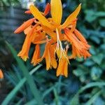 Crocosmia aureaŽiedas