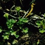 Saxifraga rivularis Habit