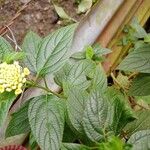 Lantana viburnoidesBlad