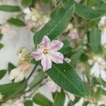 Araujia angustifolia Flower