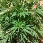 Cannabis sativa Celota