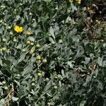 Hertia cheirifolia Blomma