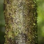 Diospyros cavalcantei 樹皮