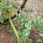 Scadoxus multiflorus Συνήθη χαρακτηριστικά