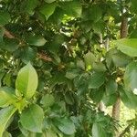 Prunus cerasus 葉
