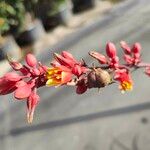 Hesperaloe parviflora Virág
