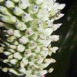 Aechmea mariae-reginae Flor