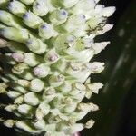 Aechmea mariae-reginae Flors