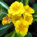 Primula vulgaris Flower