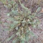 Astragalus sinaicus Arall