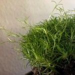 Sagina pilifera পাতা
