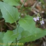 Arabidopsis cebennensis Mosusu