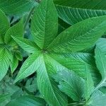 Distimake aegyptius पत्ता