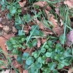 Ranunculus ficaria Leaf