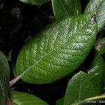 Xylococcus bicolor Yaprak