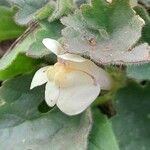 Asarina procumbens Flower