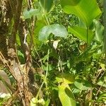 Passiflora biflora Virág