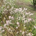 Trifolium arvenseŽiedas